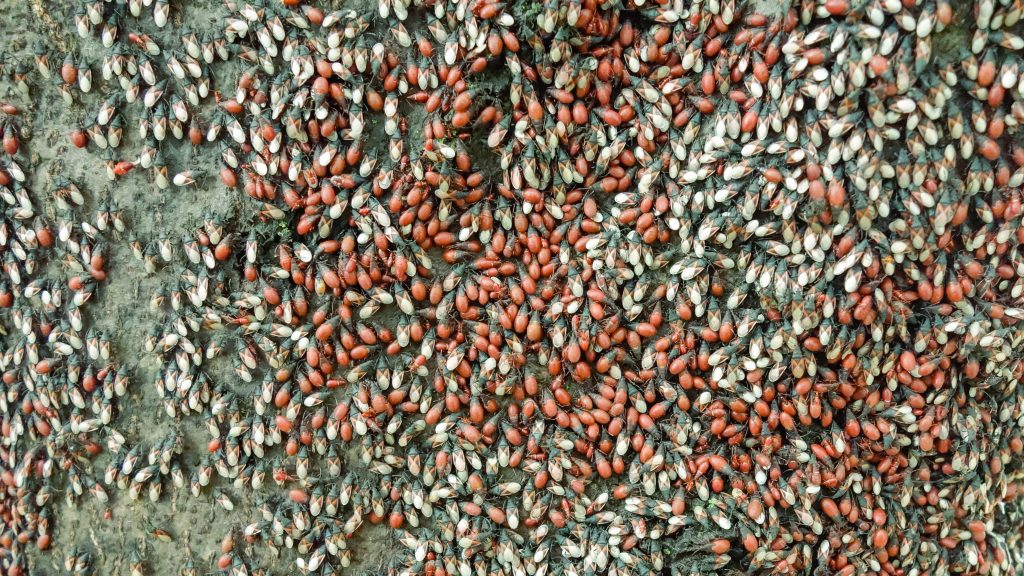 What Do Boxelder Bugs Eat? AAA Pest Control South Florida's Finest