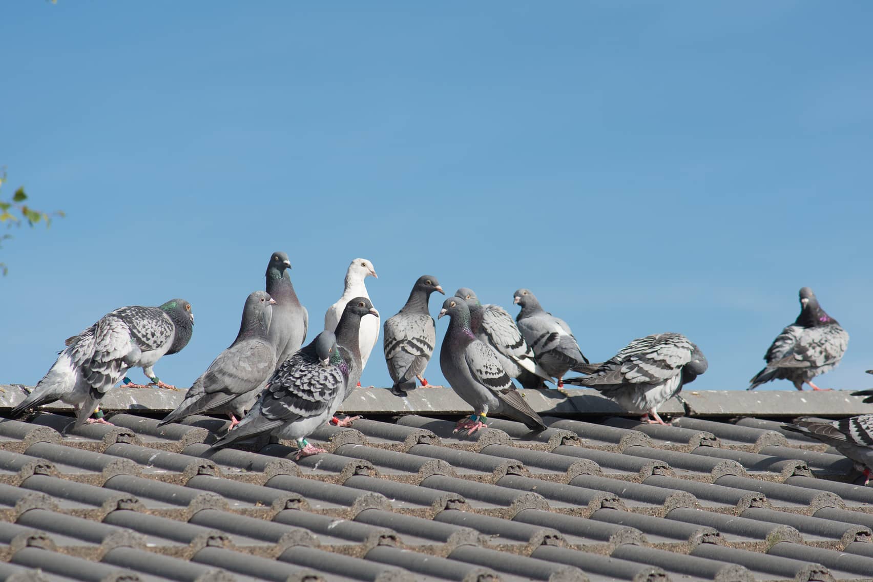 How Long Do Pigeons Live? AAA Pest Control South Florida's Finest