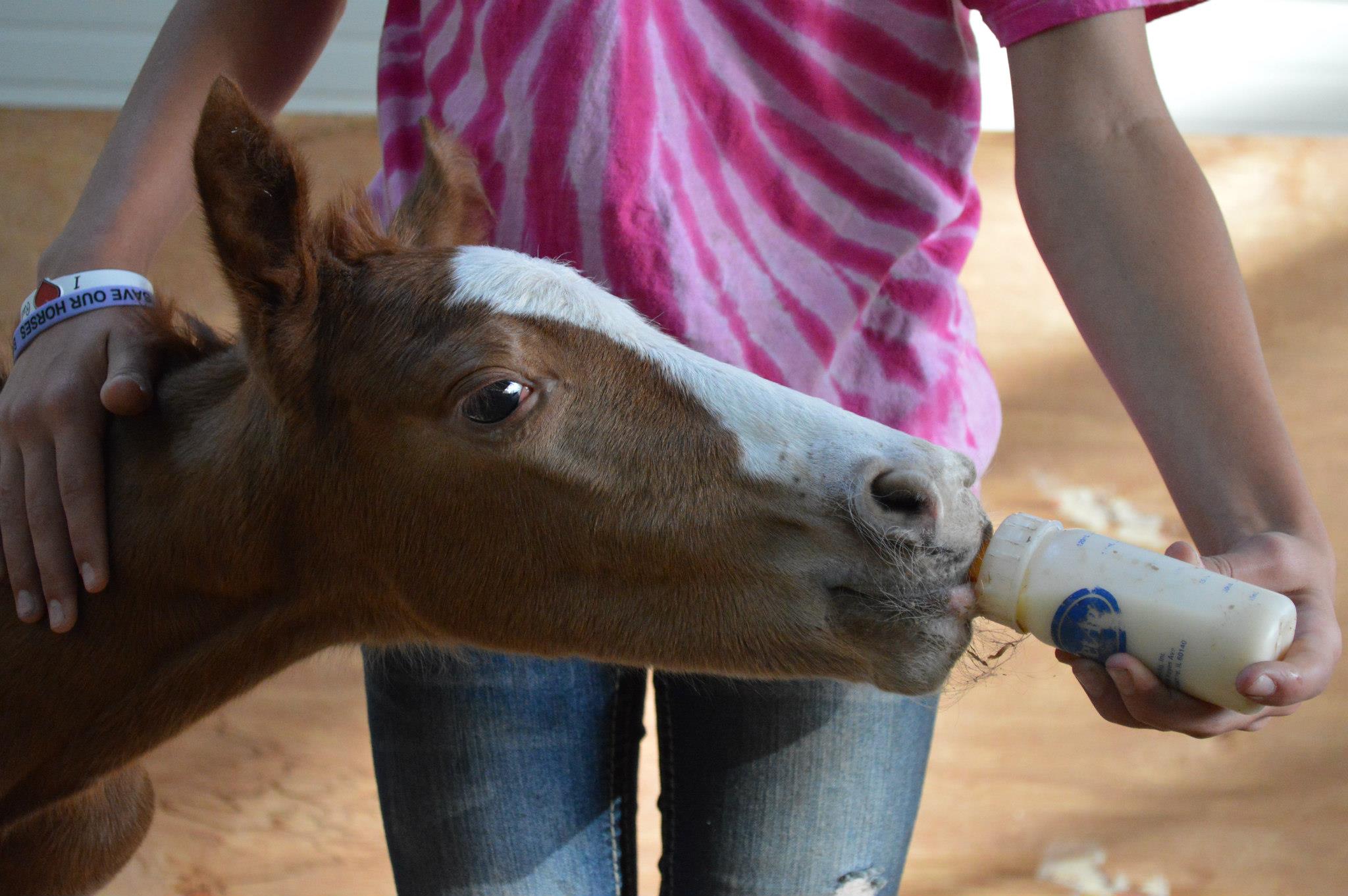 Bringing Up Baby Proper Handling of Foals Triple Crown Feed