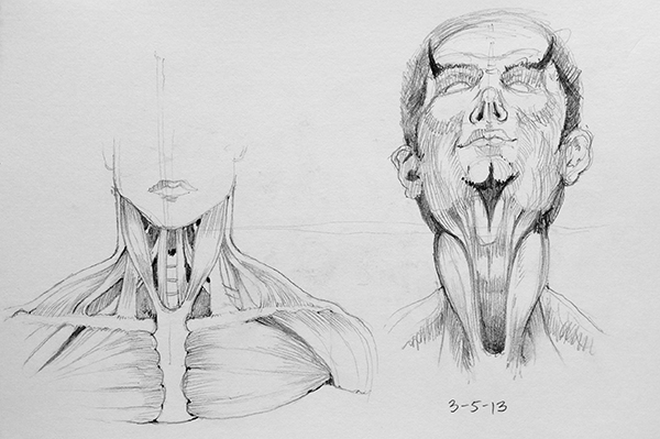 Anatomical Drawing Of The Bones And Muscles Of The Head And Neck