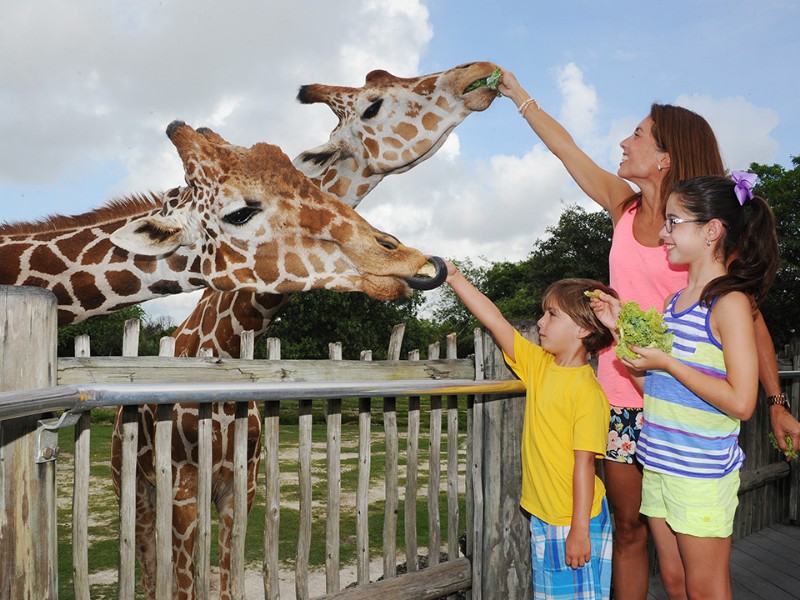 10 Best Zoos to Visit in Florida (with Photos) Trips To Discover