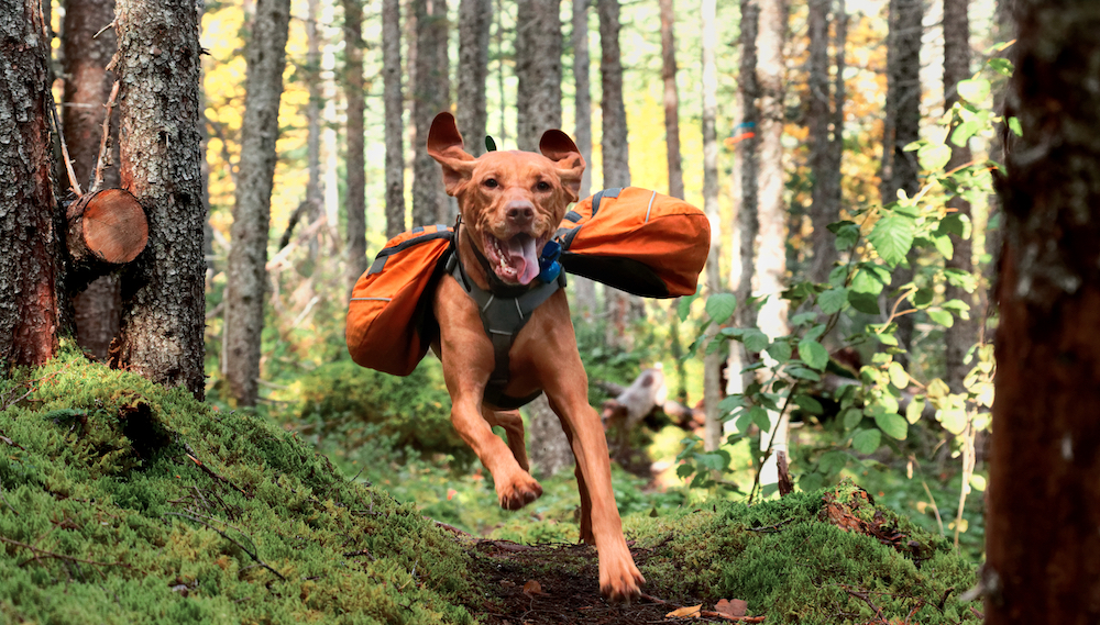 Top 5 Tips for Hiking with Your Dog