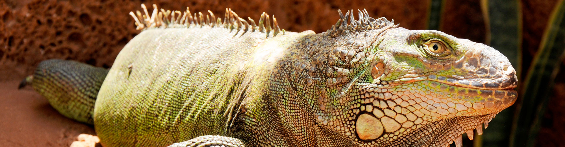 Monkey Park, Zoo at Los Cristianos in Tenerife South