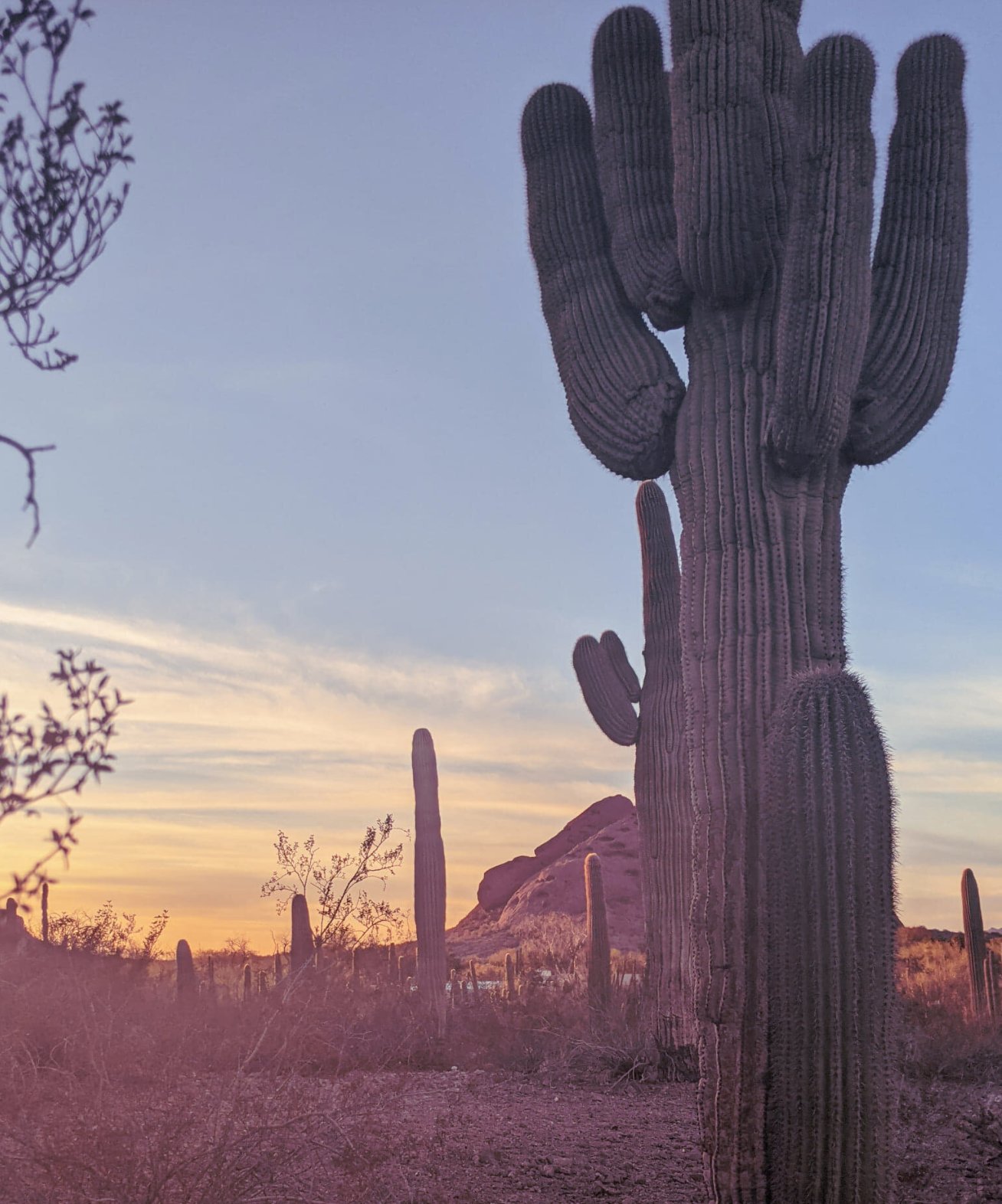 Best Places to Visit in Phoenix, AZ Desert Botanical Garden