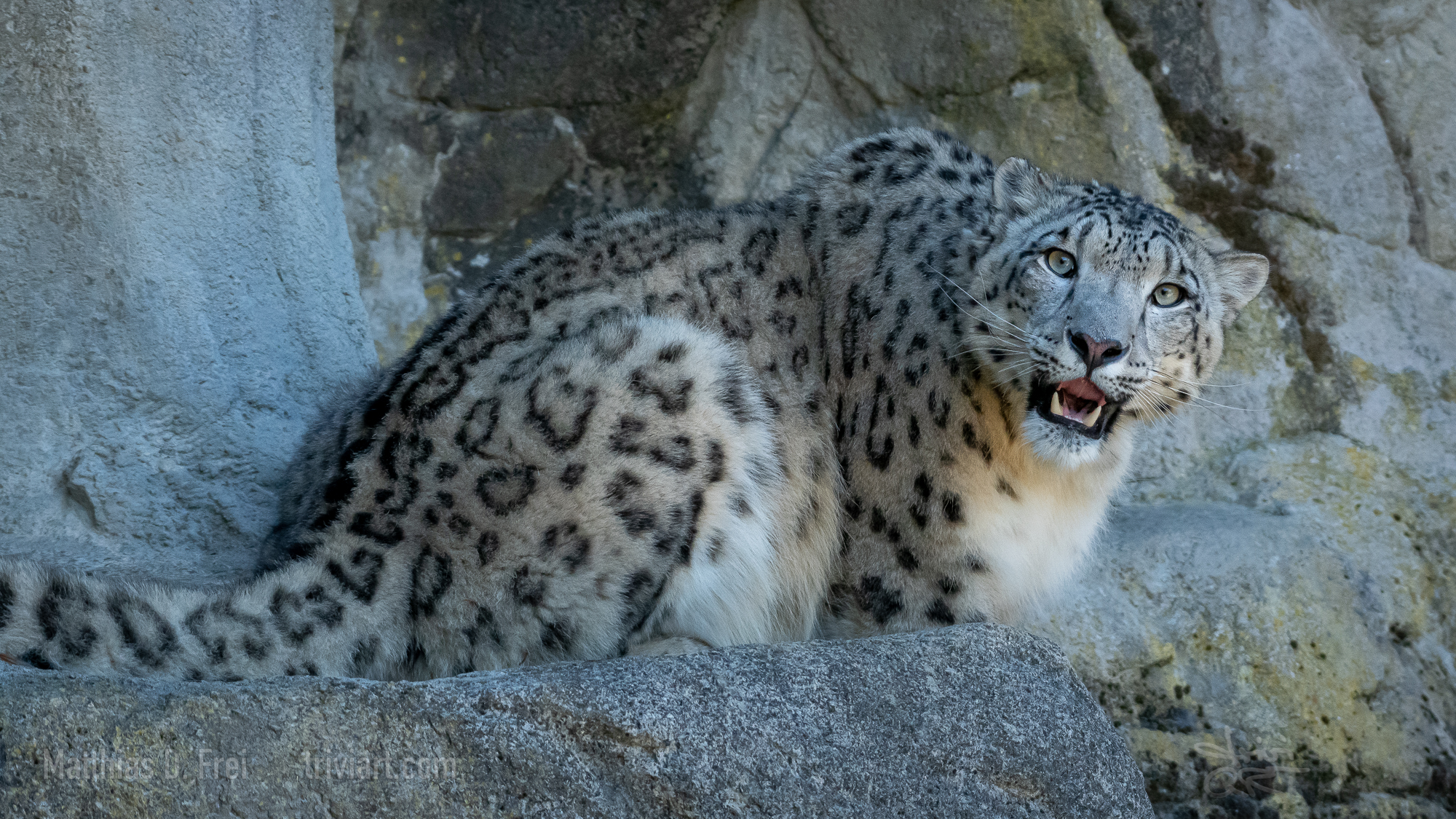 Auf Fototour im Zoo Zürich › triviART