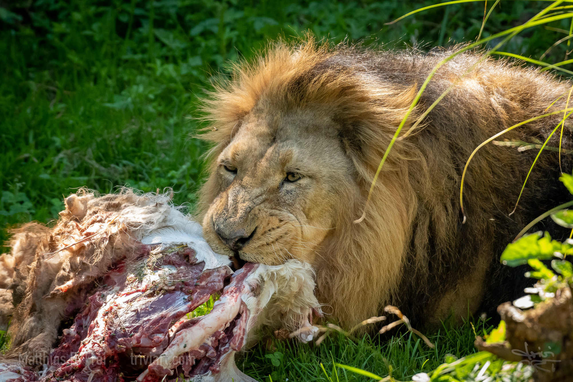Auf Fototour im Zoo Zürich › triviART