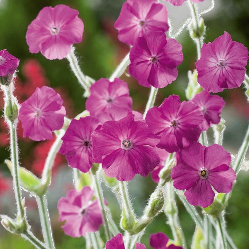 Mr Fothergills RHS Rose Campion Seeds Compare Prices & Where To Buy