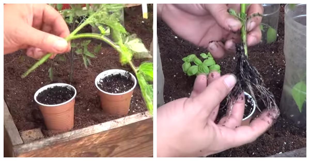 Esta Técnica Te Ayudará A Tener Una Planta De Tomates En Tan Solo 15