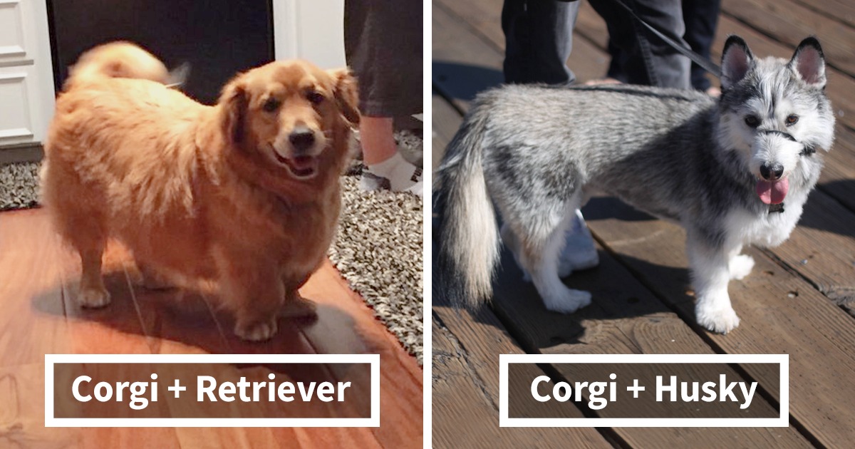 10 Cruzas De Un Con Perros De Otra Raza ¡El Resultado