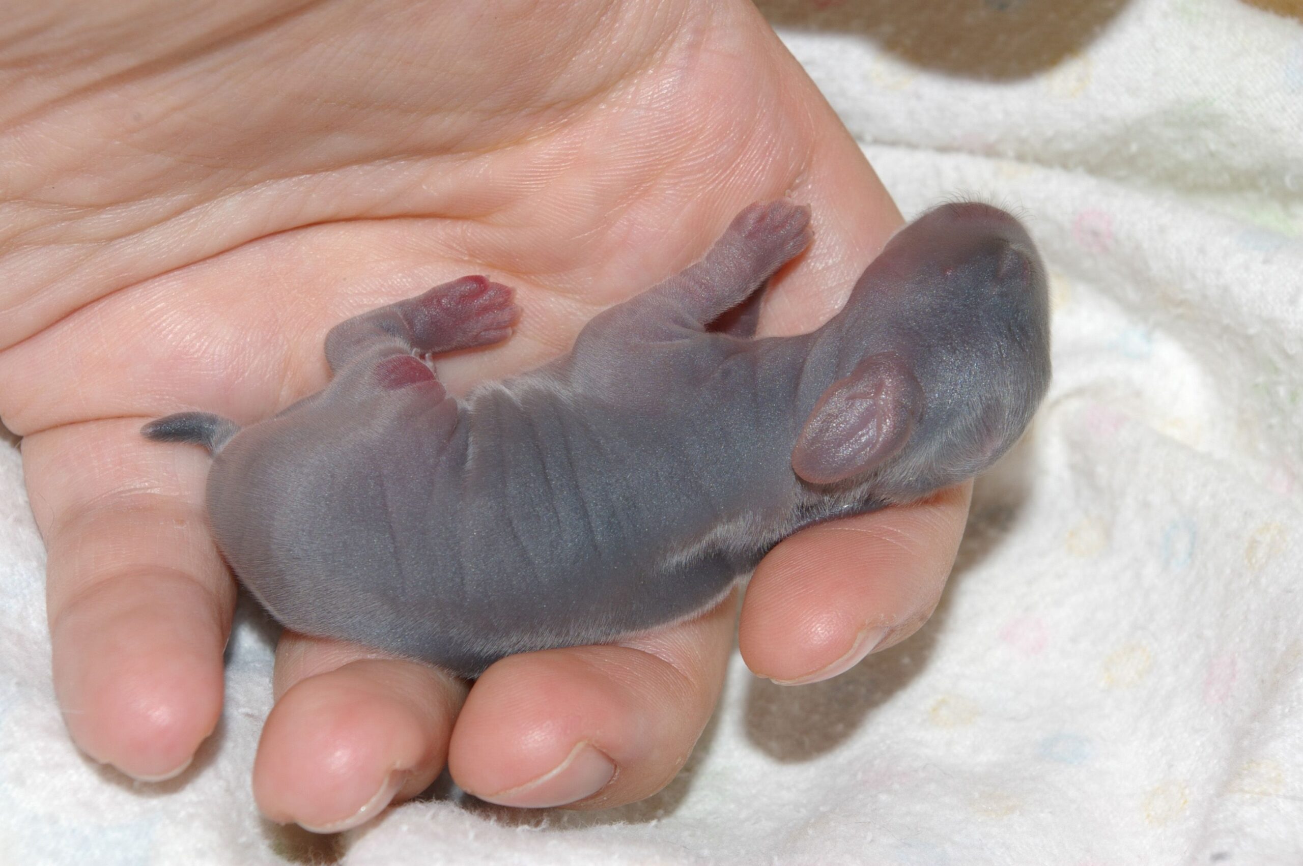 Comment réchauffer un bébé lapin froid