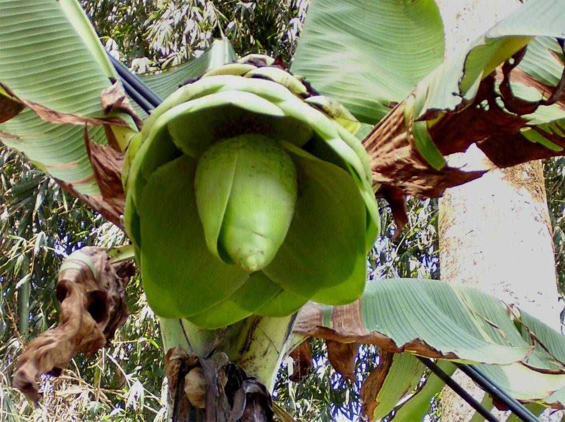 Ensete glaucum, Musa glauca, Schneebanane
