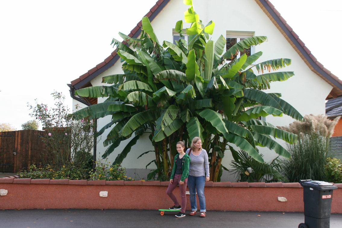 Banane musa basjoo Pflanzen für nassen boden