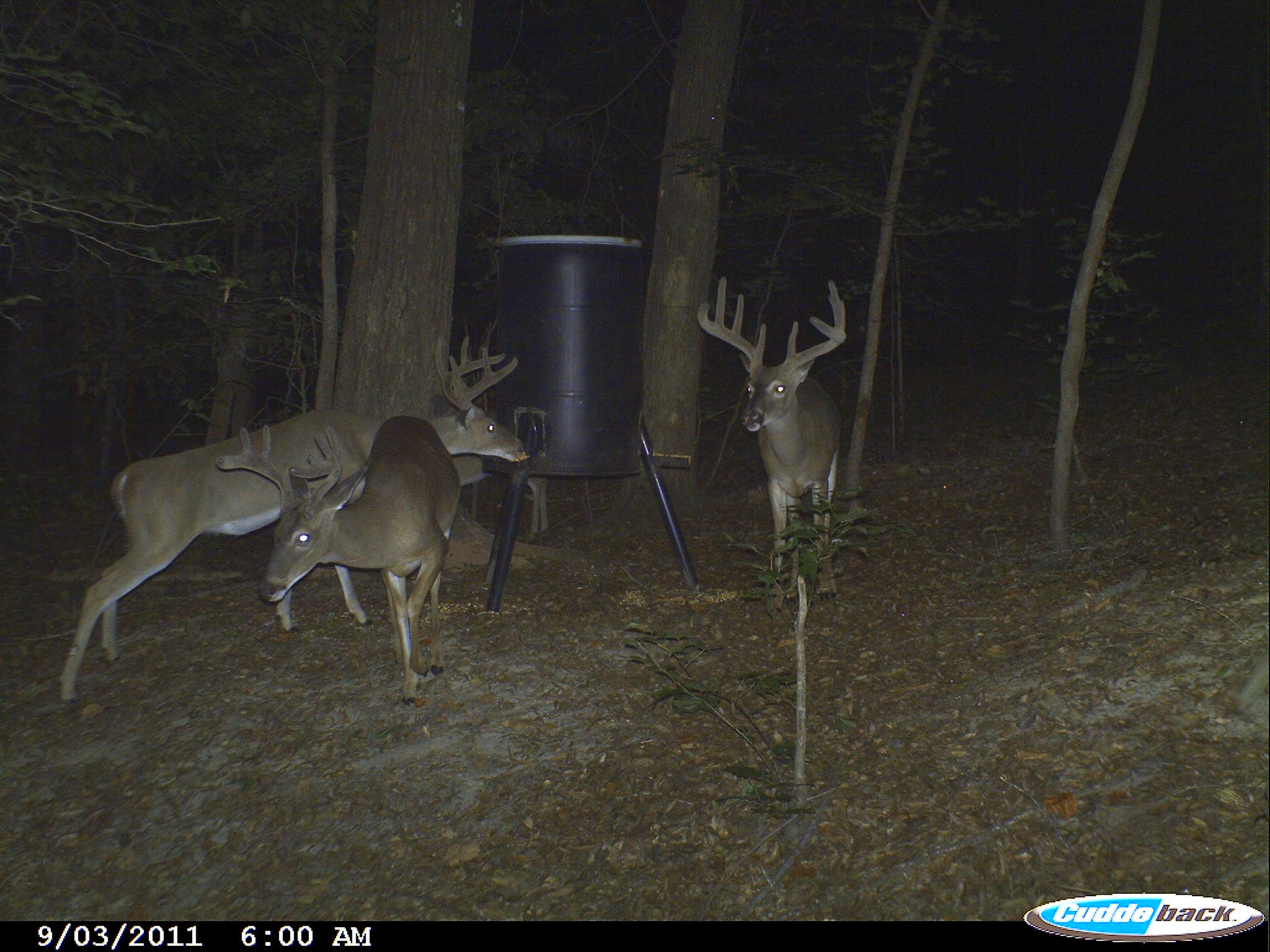 Alabama Whitetail Deer Hunting