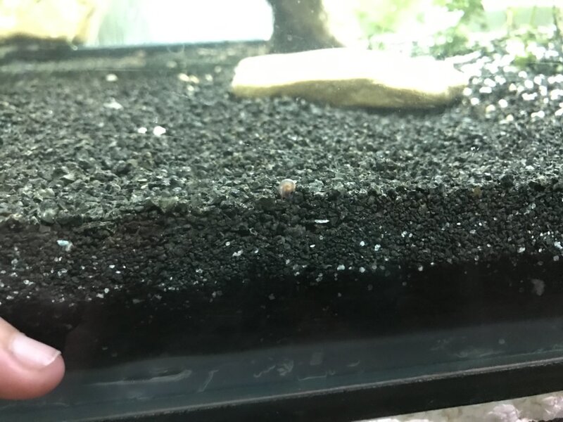 Huge snail infestation Tropical Aquariums SA