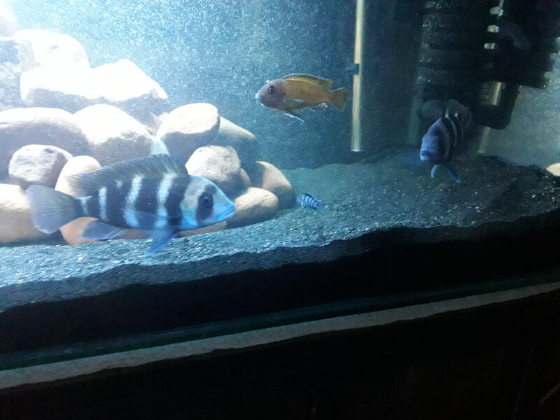 Fish died Tropical Aquariums SA