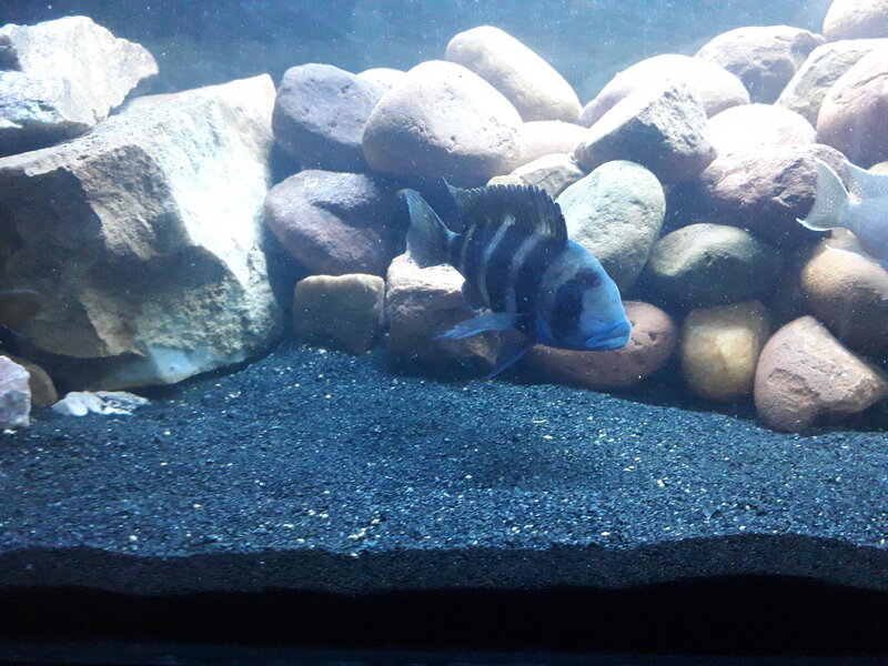 Fish died Tropical Aquariums SA