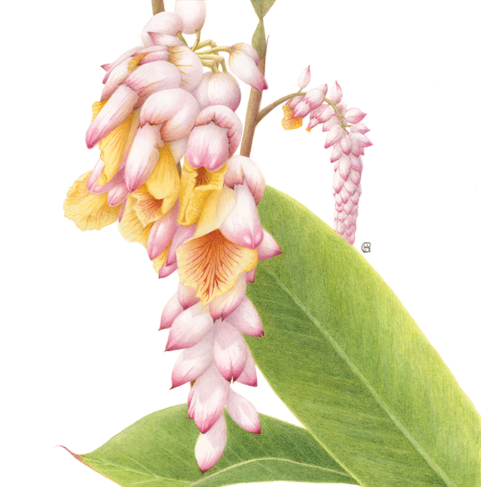 Tropical Botanic Artists