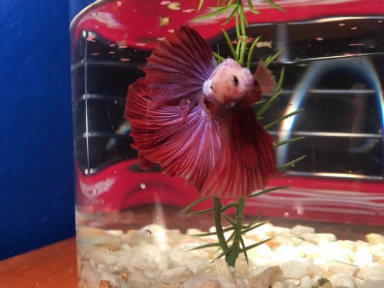 9 Expert Tips To Get The Ideal Betta Fish Water Temp Super Easy!