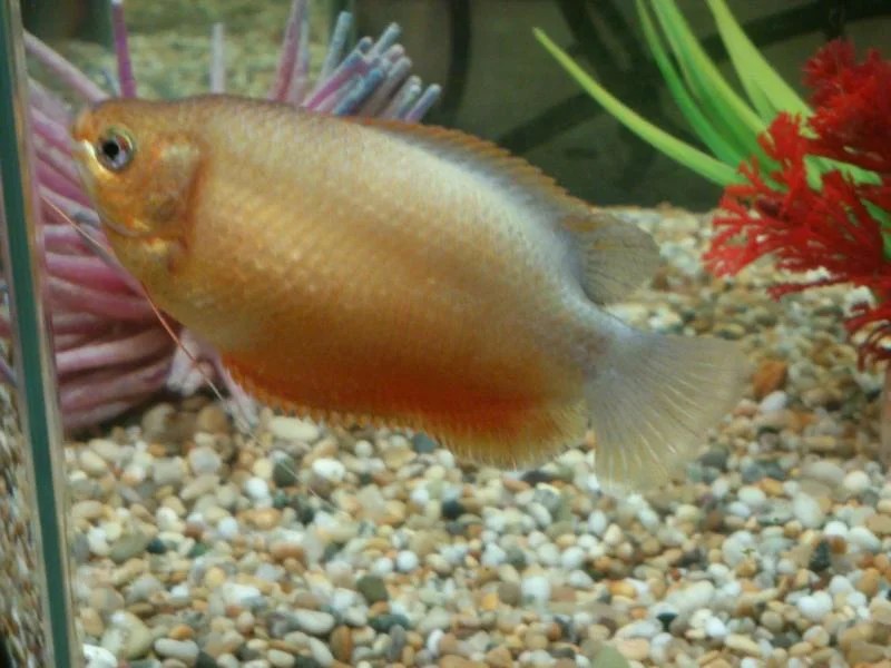 Pregnant Gourami How Long Care Female Bloated SeaFish