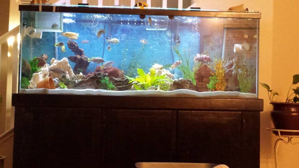 150 Gallon African Cichlids Aquarium Tropical Fish Site