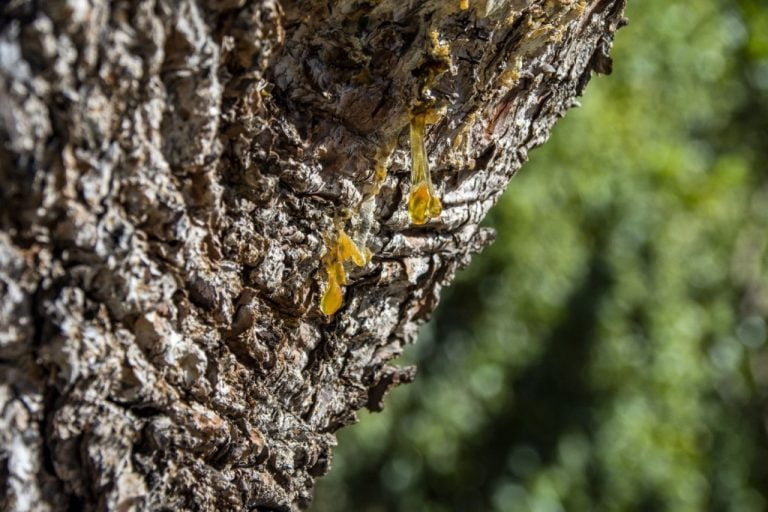 How to Prevent Tree Sap Dripping? Tropical Hula Hut