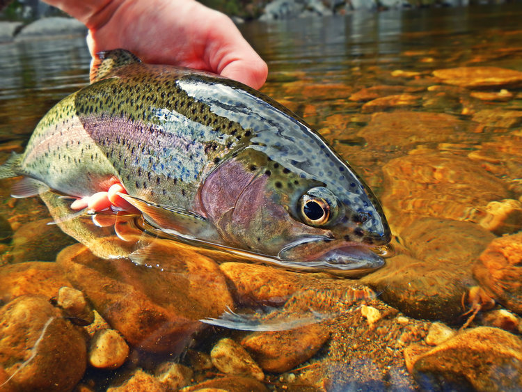 Massachusetts Fly Fishing Trout Haven