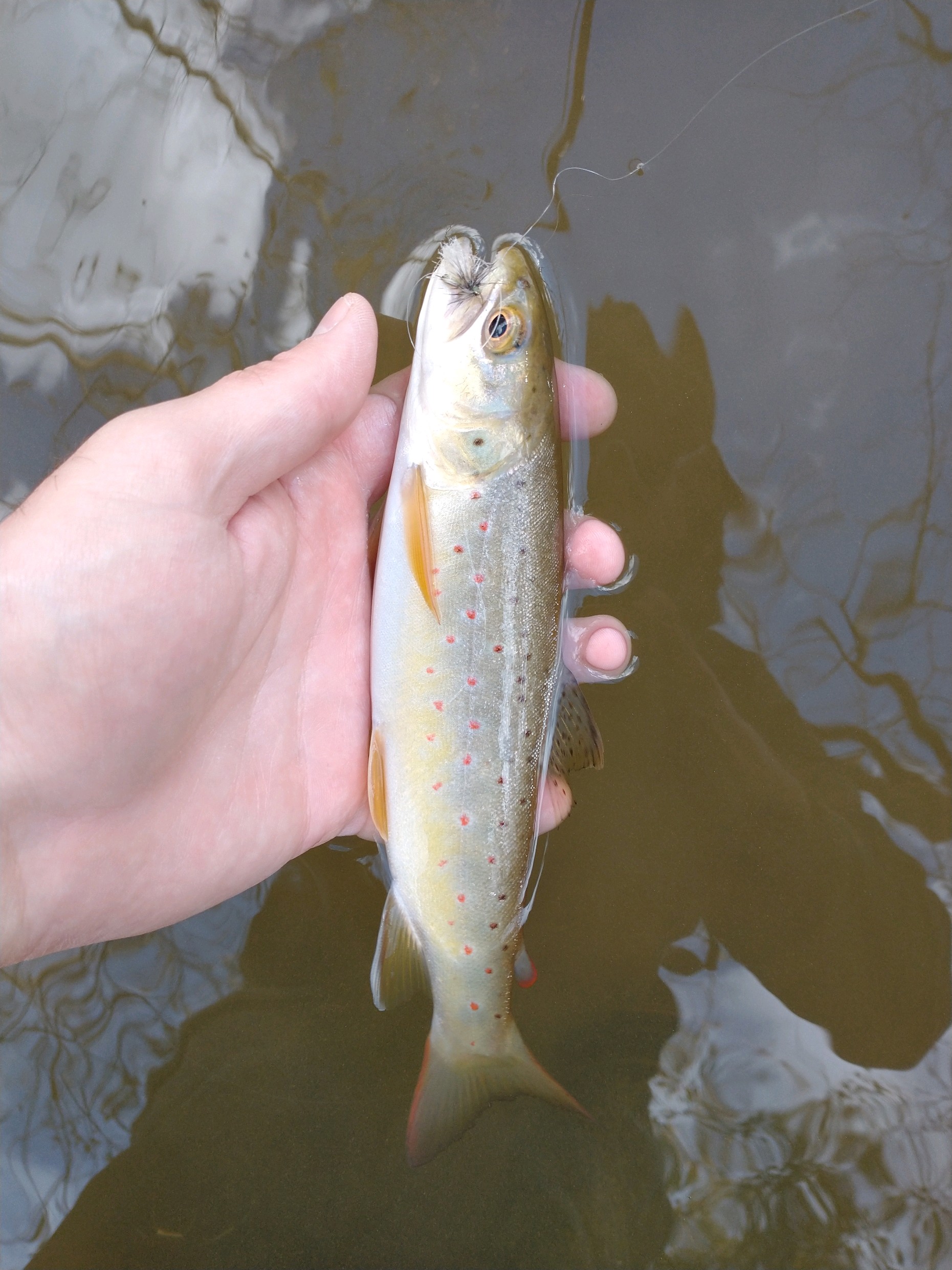October PA Fly Fishing Highlights 2021 Trout Haven