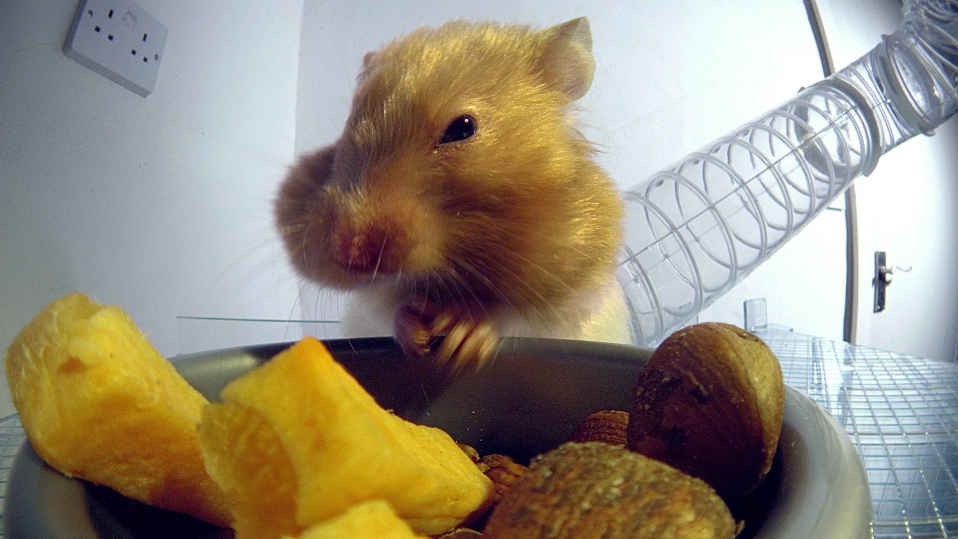 le hamster faitil pour cacher autant de nourriture dans