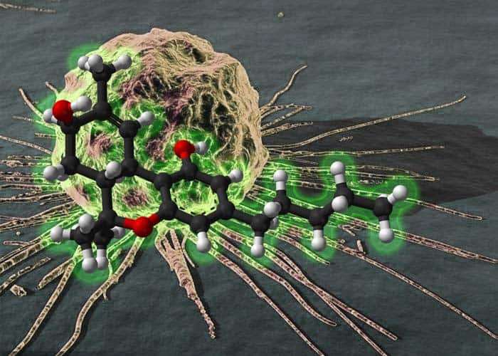 Molecular Biologist Explains How THC Kills Cancer Cells True Activist