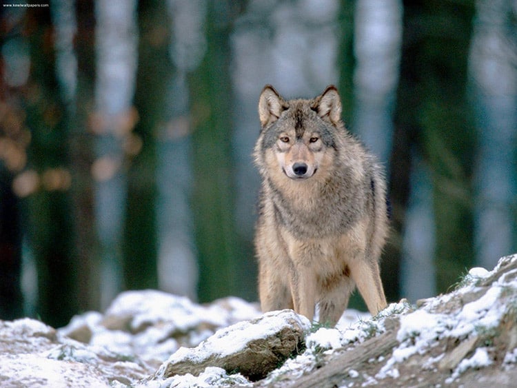 Wolf Sanctuary In Norway Lets You Cuddle Wolves While Watching The