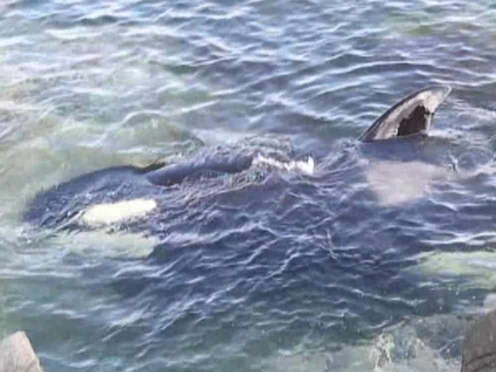 [Watch] Incredible Rescue Of Stranded Killer Whale By Compassionate