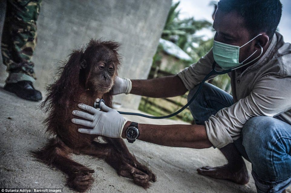 These Tragic Images Reveal How Palm Oil In Everyday Products Is Harming Orangutans