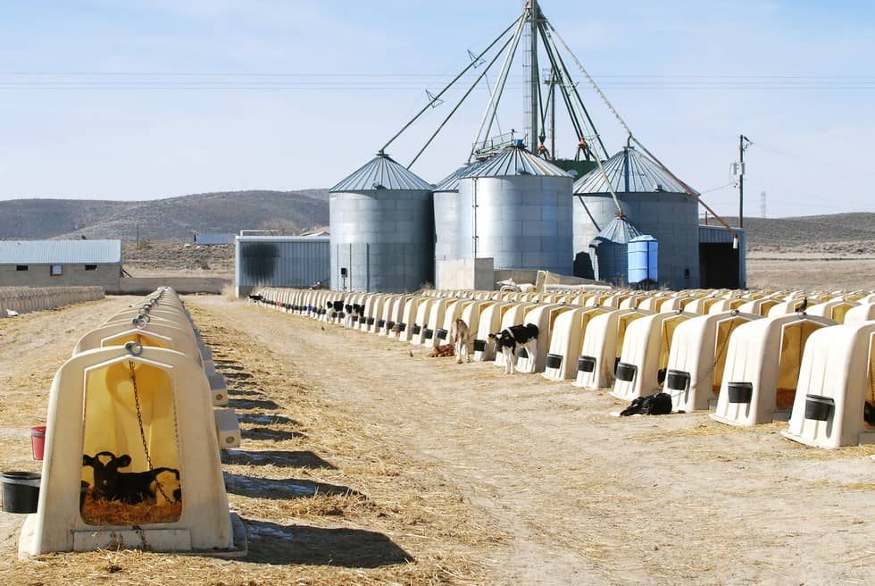 This One Photo Shows How Consuming Dairy Products Actually DOES Hurt Cows