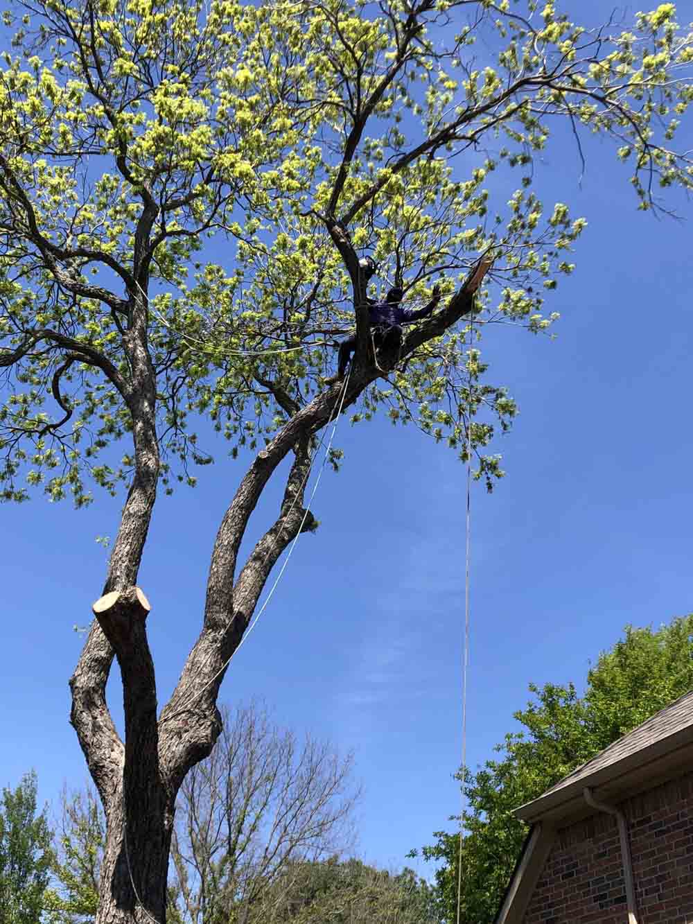 Professional Tree Service Company True Arbor Tree Services