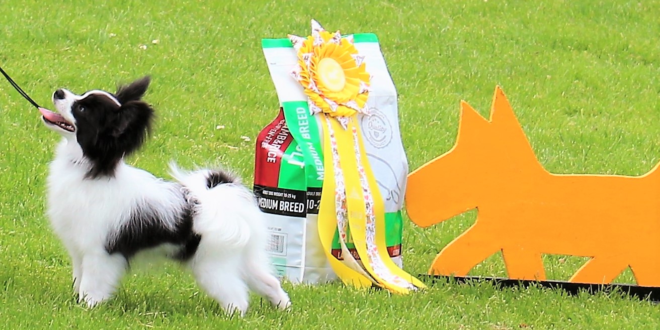 TRUE AND TRUSTY PAPILLON