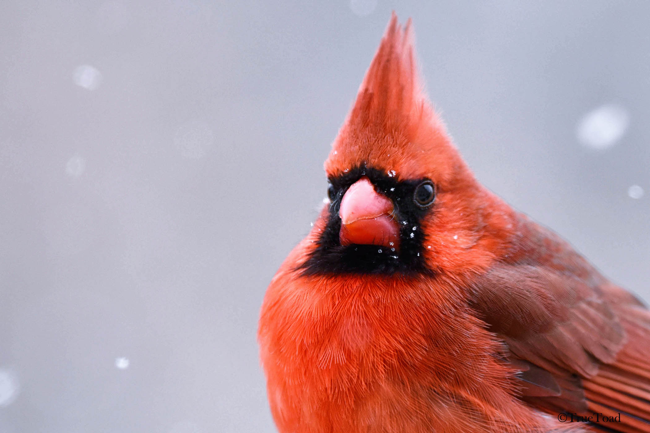 Coming of Spring is very rewarding for Photographers