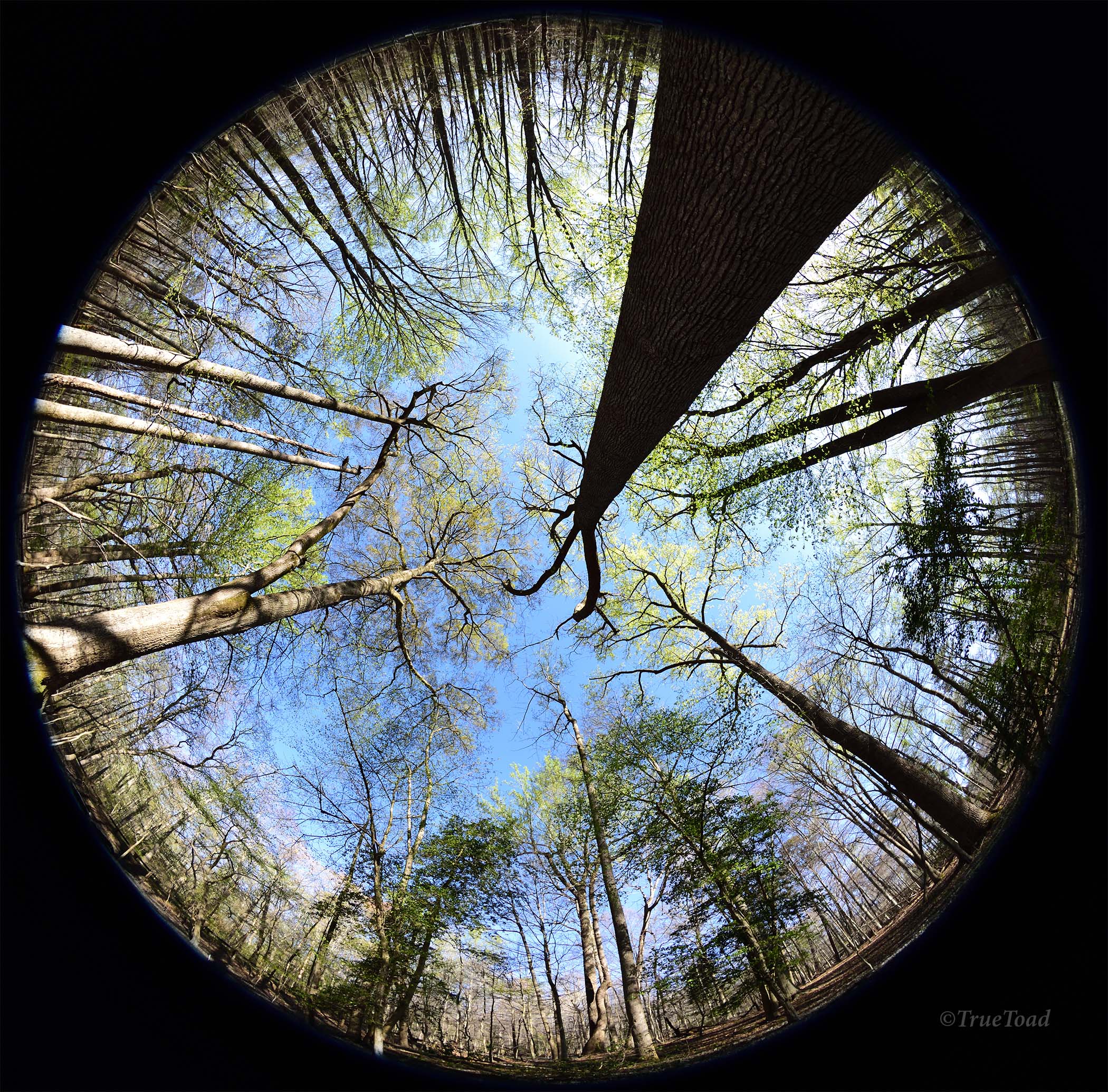 The Nikkor 8mm 15mm FX & DX Fisheye Lens Review
