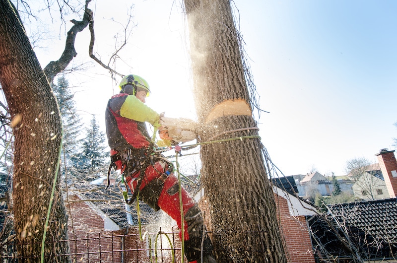 Arborist And Tree Surgeon Truly Arbor Care