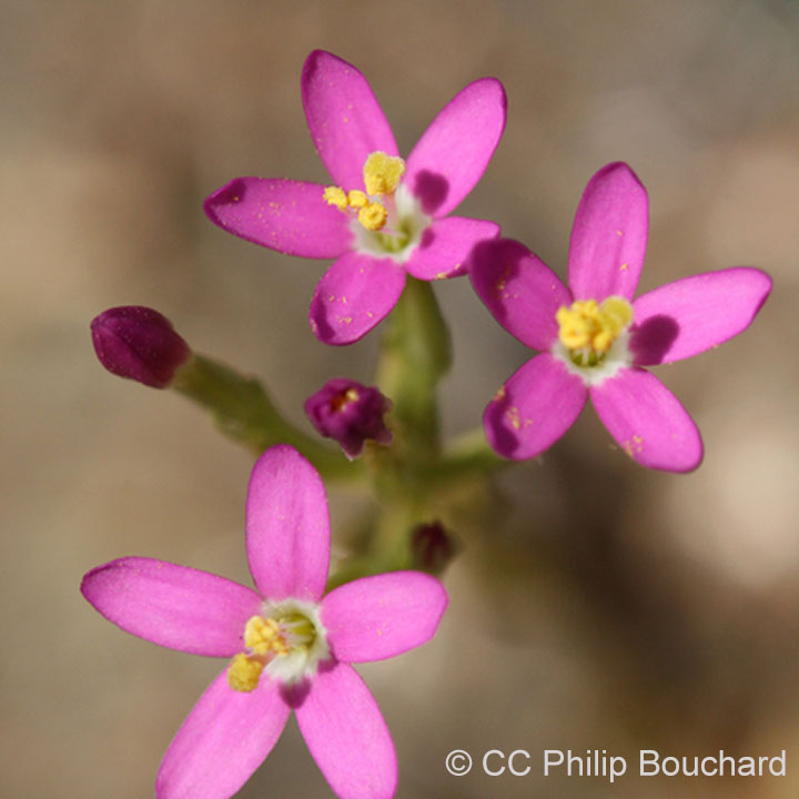 CANCELED Birds and Flowers at Loma Alta One Tam
