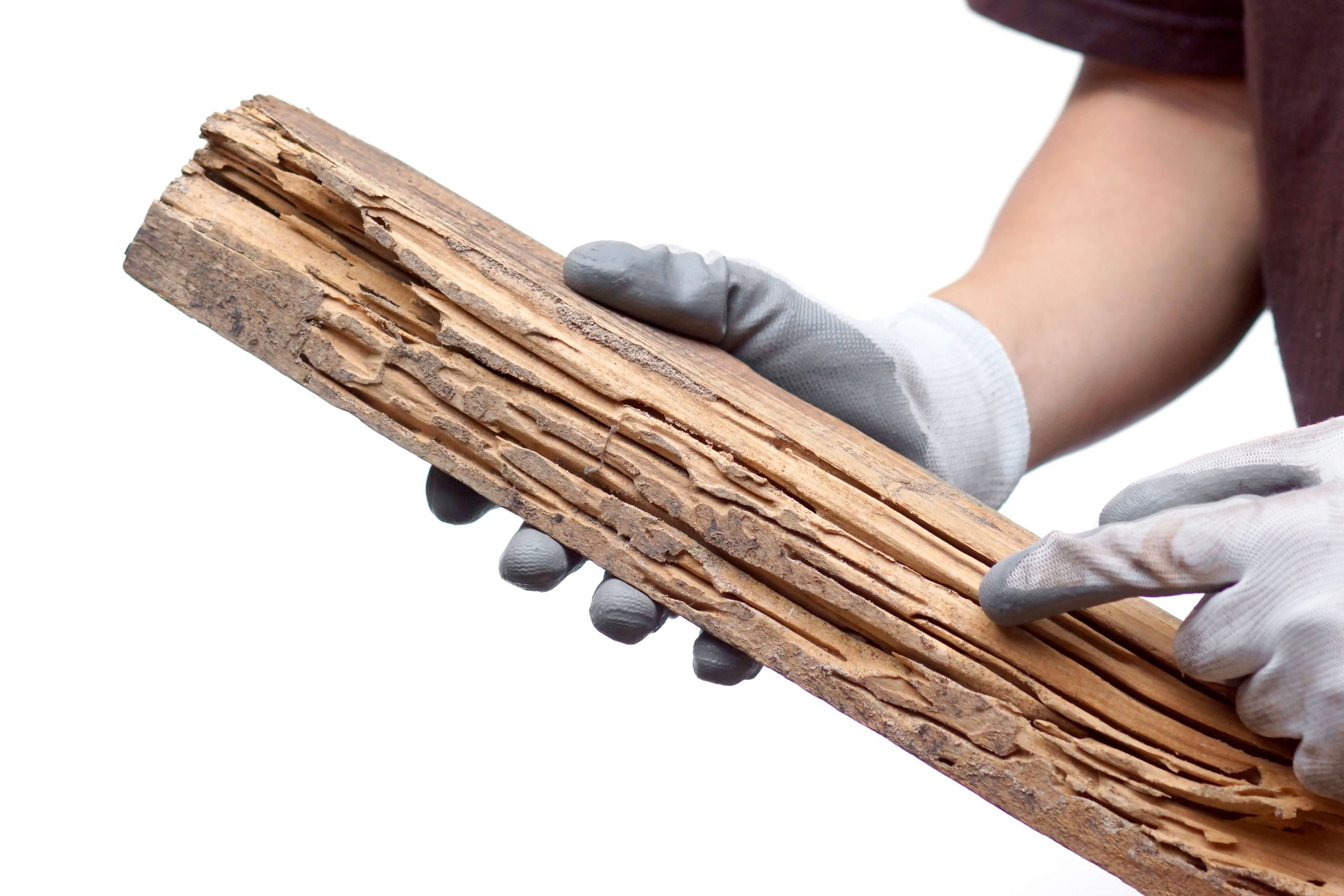 Termite Control & Free Termite Inspection in Huntersville