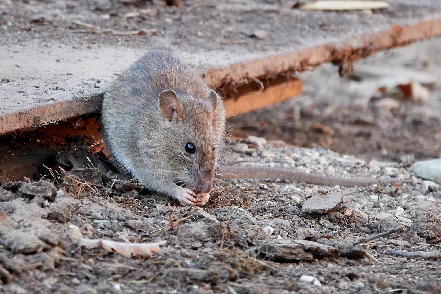 The Most Rat Infested Cities in the Southeast