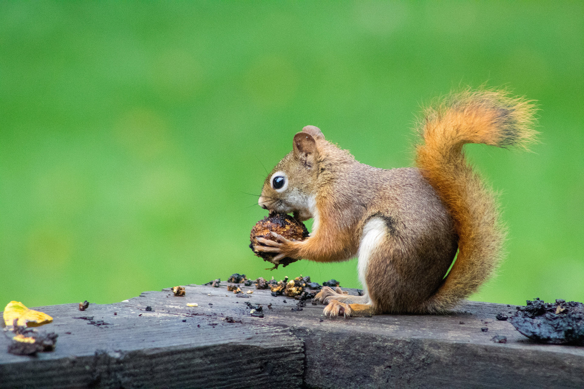 How Long Do Squirrels Live? Trutech Wildlife Service