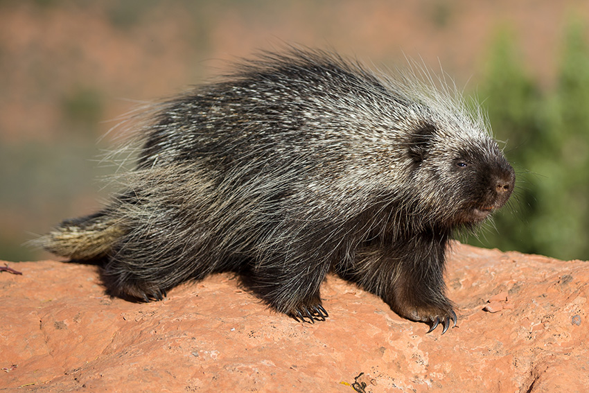 Porcupine Removal Trutech Wildlife Service