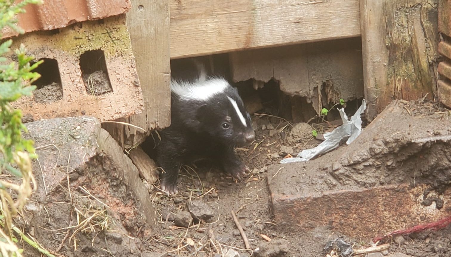 Can a Skunk Live Under Your House? Trutech Wildlife Service