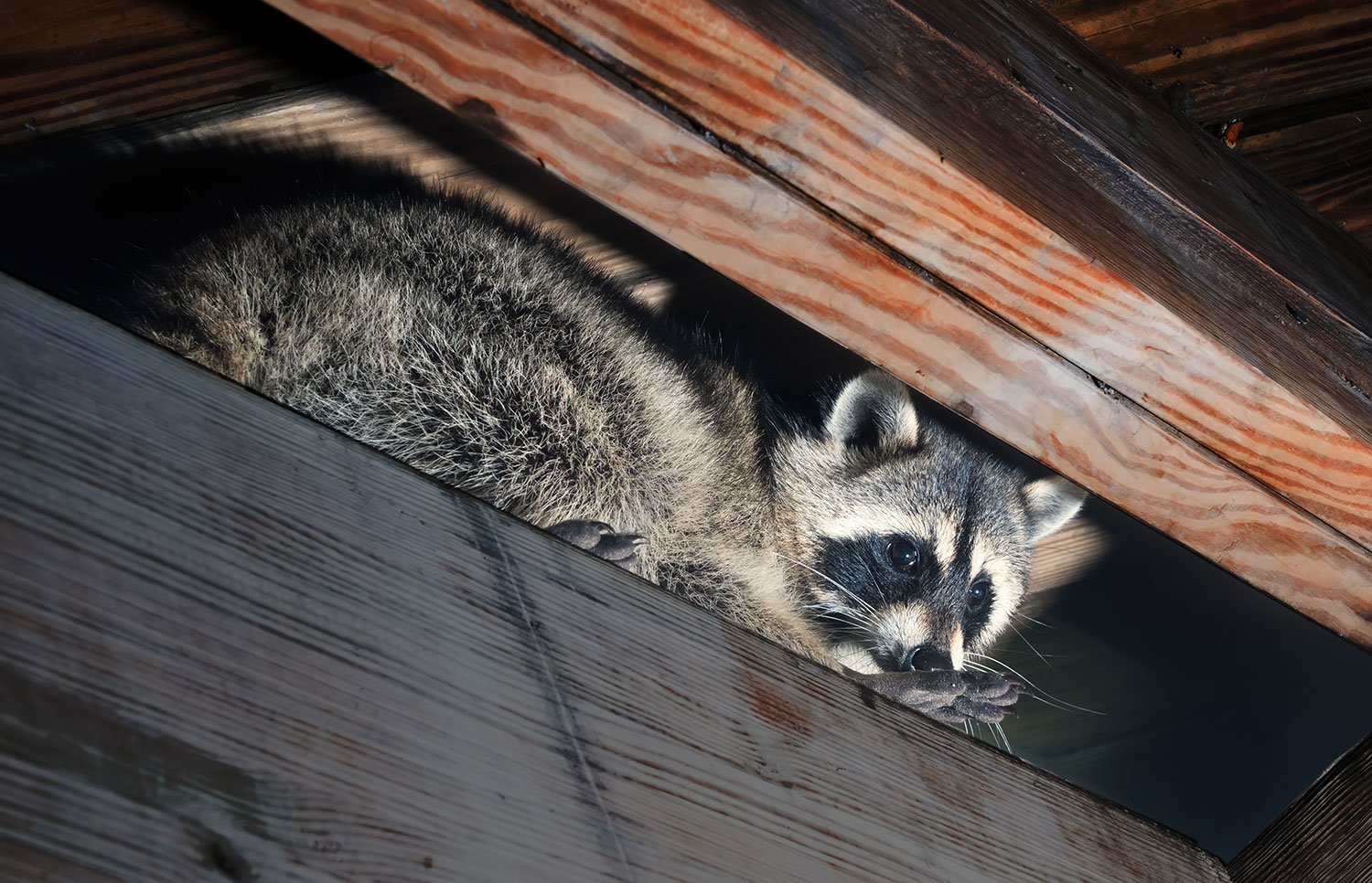 Raccoon Removal in Sarasota, FL Trutech Wildlife Service