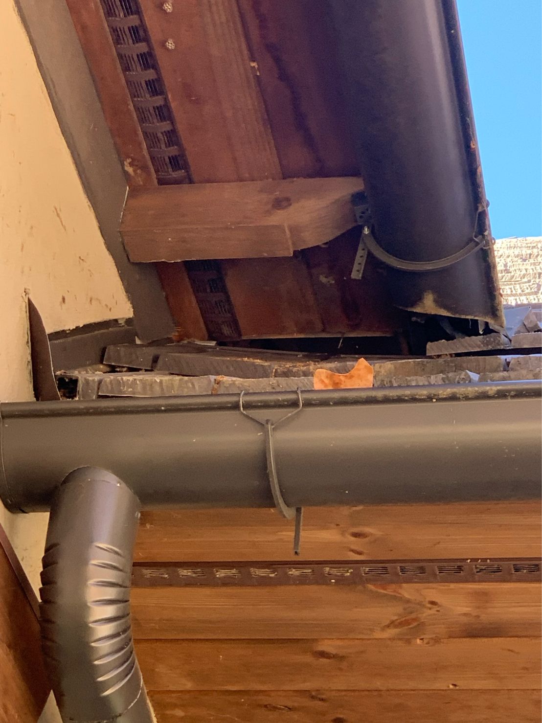 Flying Squirrels in GreenvilleSpartanburg Trutech Wildlife Service