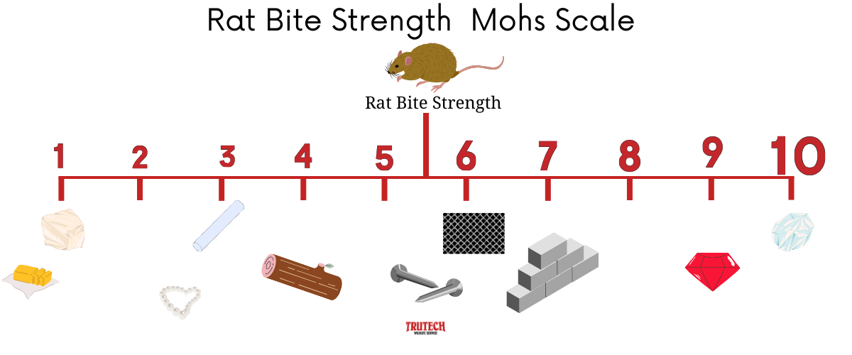 Can a Rat Chew Through Walls? Trutech Wildlife Service