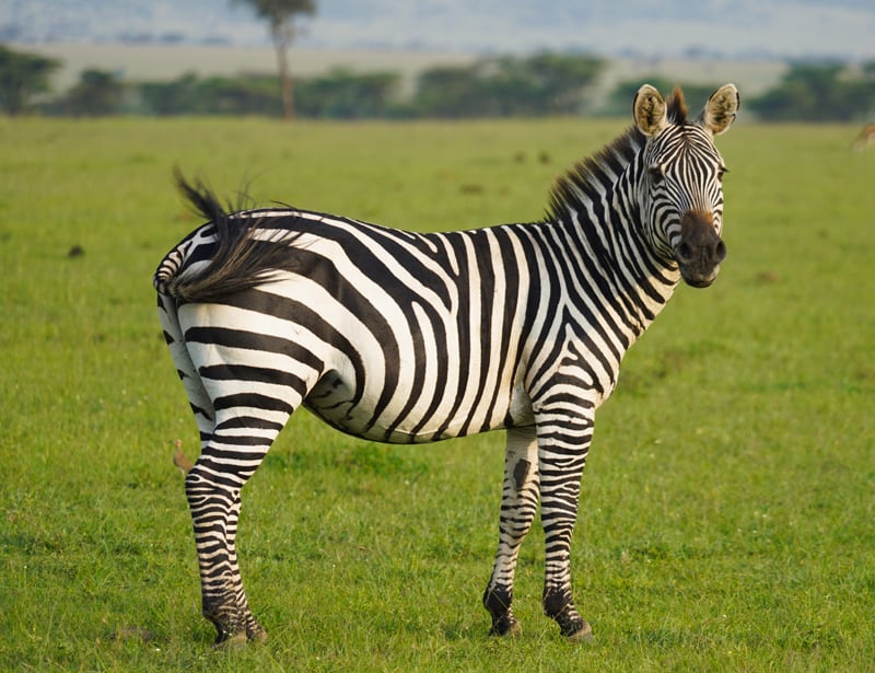 268 Cool Zebra Names for Your Stripey Friends Animal Hype
