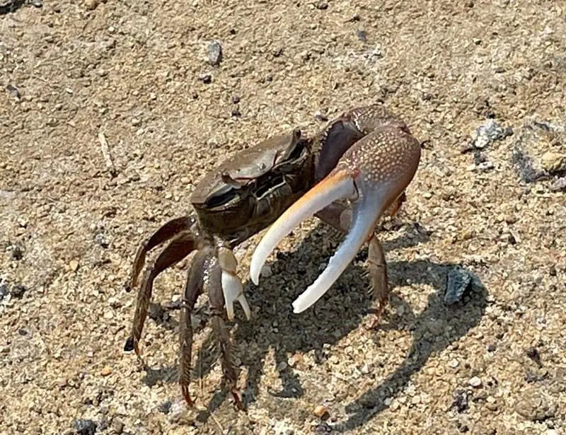 21 Types of Crab Exploring the Incredible Variety of Crab Species