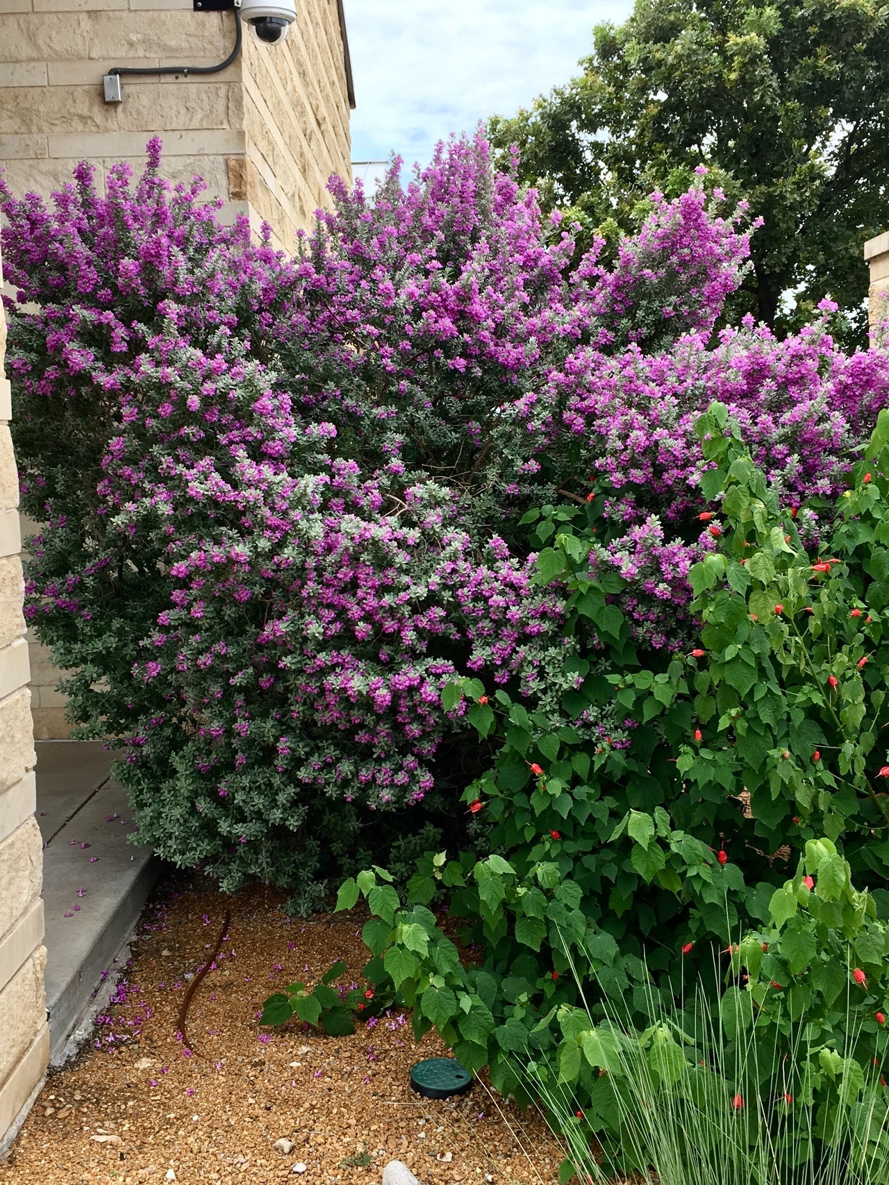 Why plant native plants? Tarrant Regional Water District